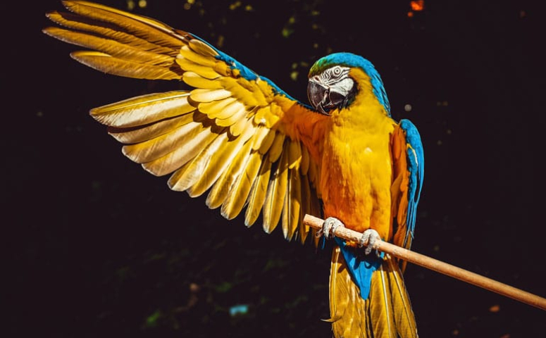 Green Parrot For Sale